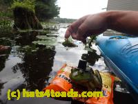 /home//u458753944/public_html/sourcegallery////Frogs/Bullfrogs 2016-08 Ontario/P8140127.JPG